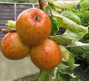 10th Sep 2011 - My Apples Are Ready