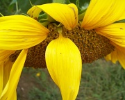 9th Sep 2011 - Sunflower
