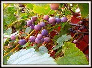 11th Sep 2011 - Early Grapes