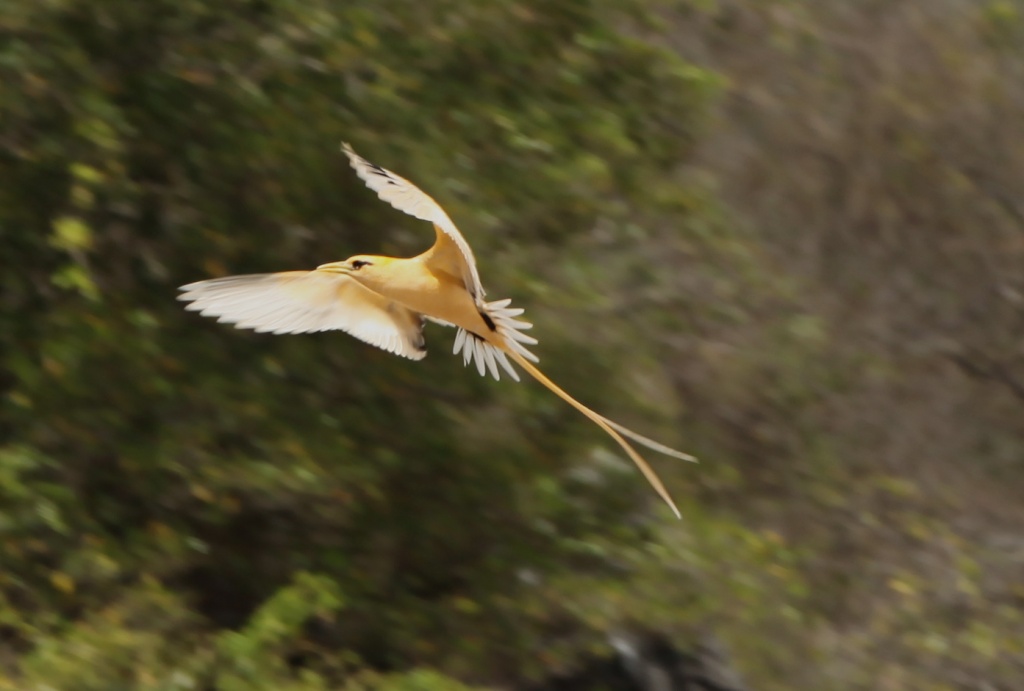 Golden Bosun Bird coming in for a landing by lbmcshutter