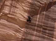 1st May 2011 - Canyon de Chelly