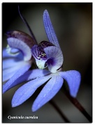 11th Sep 2011 - Terrestrial Orchids