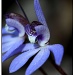 Terrestrial Orchids by ltodd
