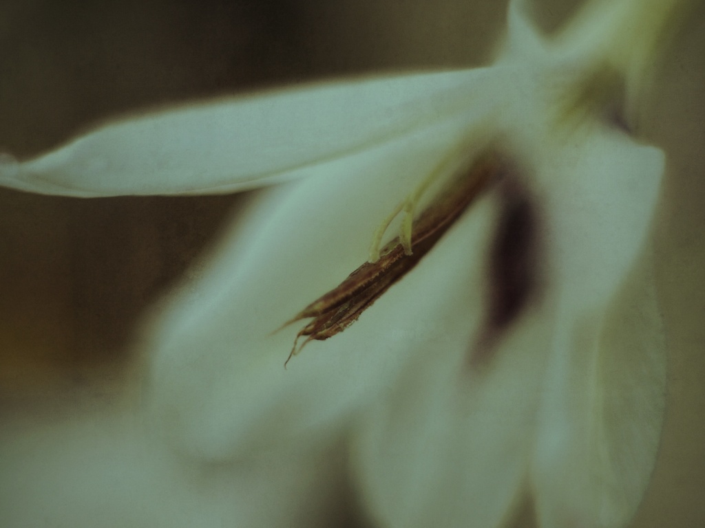White flower (acidanthera) by mattjcuk