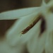 White flower (acidanthera) by mattjcuk