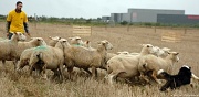 11th Sep 2011 - Sheep dog