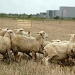 Sheep dog by parisouailleurs