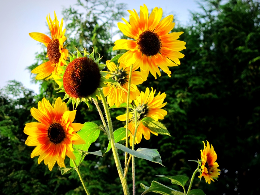Sunflower (IV) by halkia