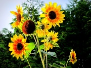 11th Sep 2011 - Sunflower (IV)