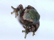 11th Sep 2011 - Tree Frog
