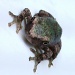 Tree Frog by grammyn