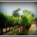 Vineyard by madamelucy