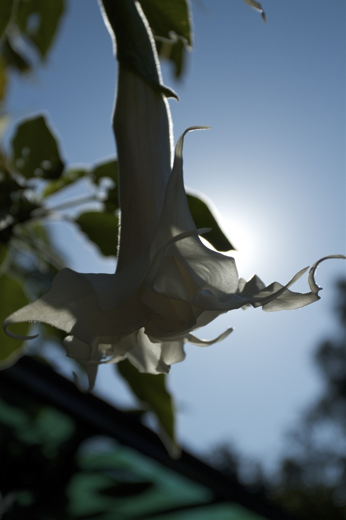 Datura by robv