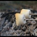 Marshmallow roast by svestdonley