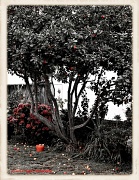 11th Sep 2011 - Under the Ole' Apple Tree