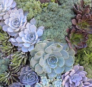 12th Sep 2011 - Succulents --- in all colours and shapes