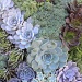 Succulents --- in all colours and shapes by sunnygreenwood