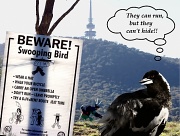 12th Sep 2011 - We don't have Bundy drop bears, but the magpies are naaas-tee!