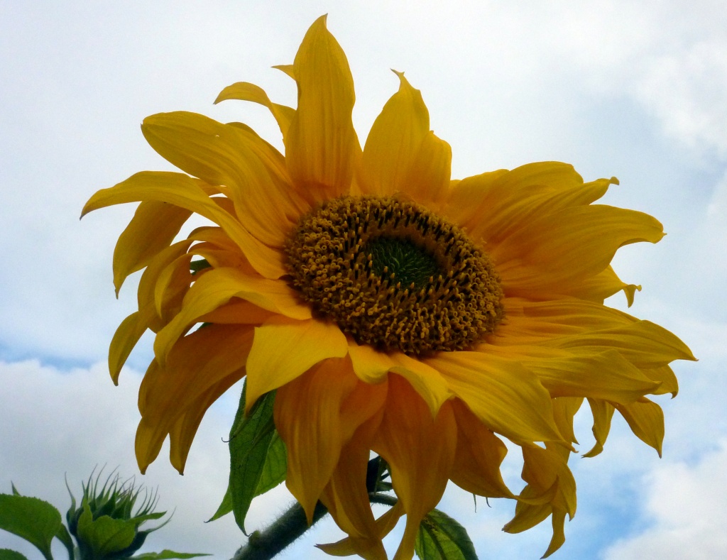 Sunflower by phil_howcroft