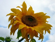 6th Sep 2011 - Sunflower