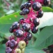 pokeweed by mjmaven