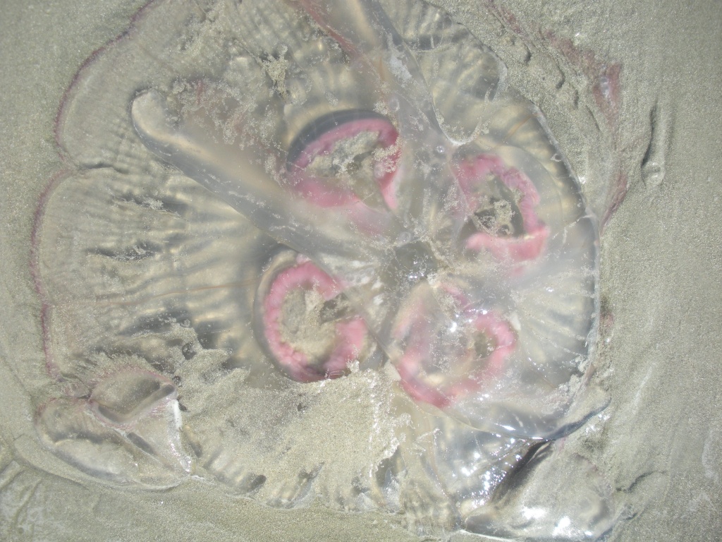 Disgusting jellyfish by graceratliff
