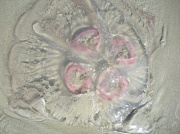 12th Sep 2011 - Disgusting jellyfish