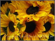 15th Apr 2011 - Sunflowers