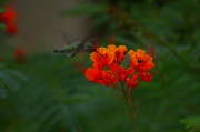 12th Sep 2011 - Hummingbird Enjoying A Meal