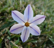 15th Sep 2011 - Flower