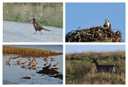12th Sep 2011 - Lunenburg Wildlife