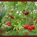 Rowan berries by jmj