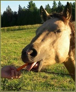 13th Sep 2011 - More carrots for the horses, carats for me.