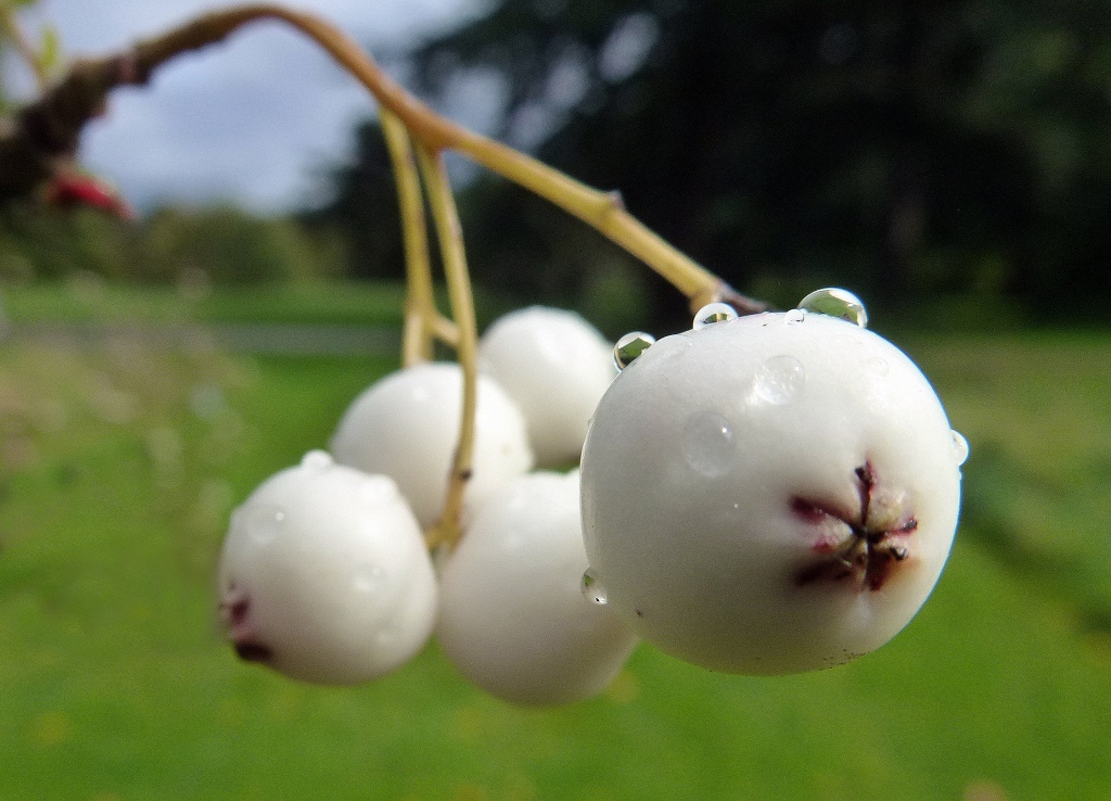 White berries by dulciknit