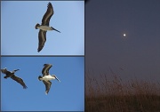 8th Sep 2011 - NC Pelicans and Dunes