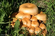 13th Sep 2011 - Holy Fungi!