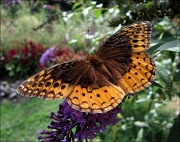 13th Sep 2011 - All around the butterfly bush