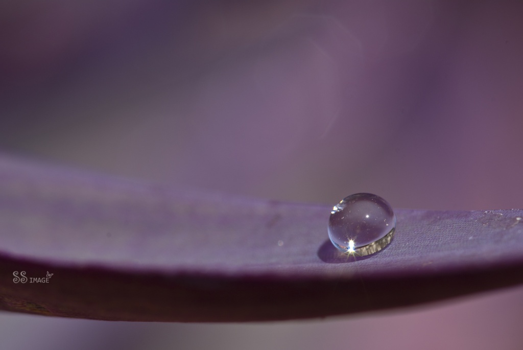 The drop of life by bella_ss