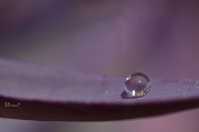 14th Sep 2011 - The drop of life