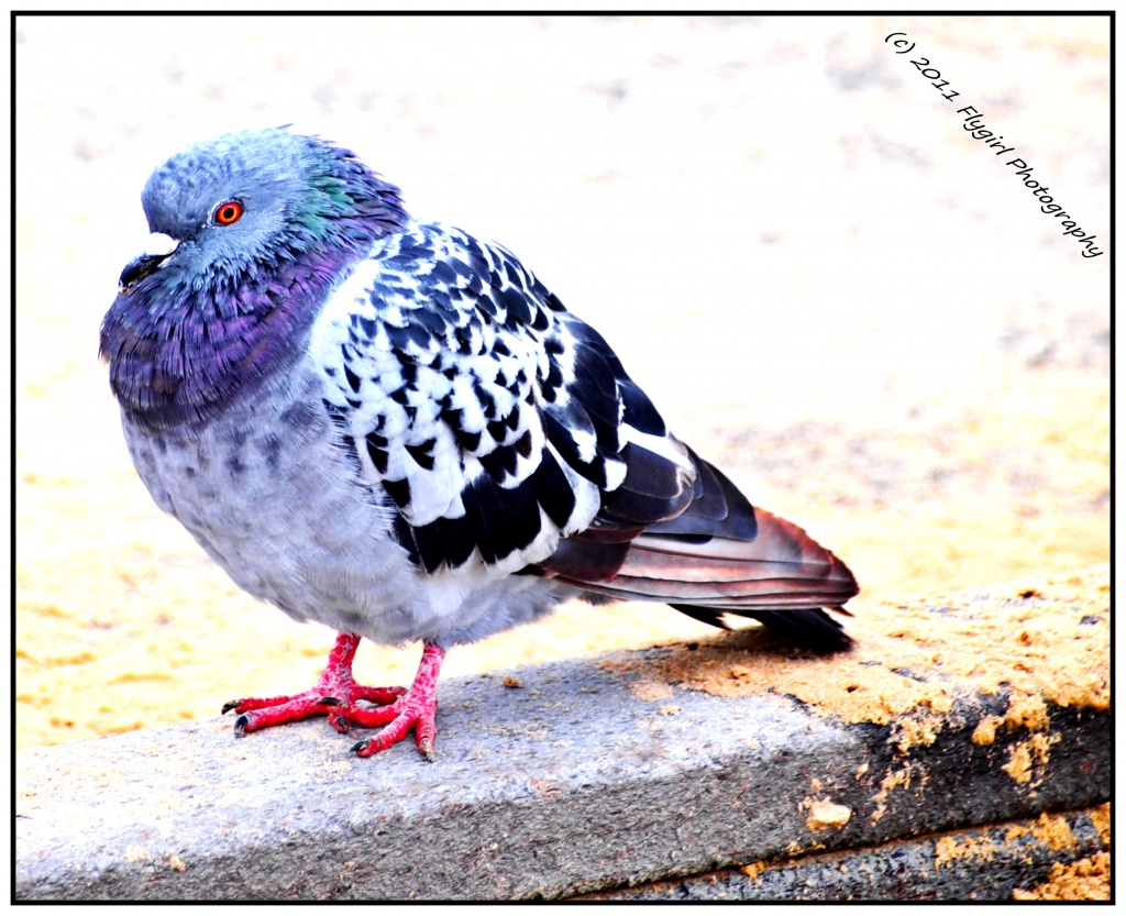 Handsome Pigeon by flygirl