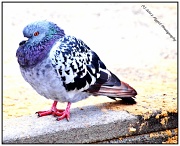 13th Sep 2011 - Handsome Pigeon