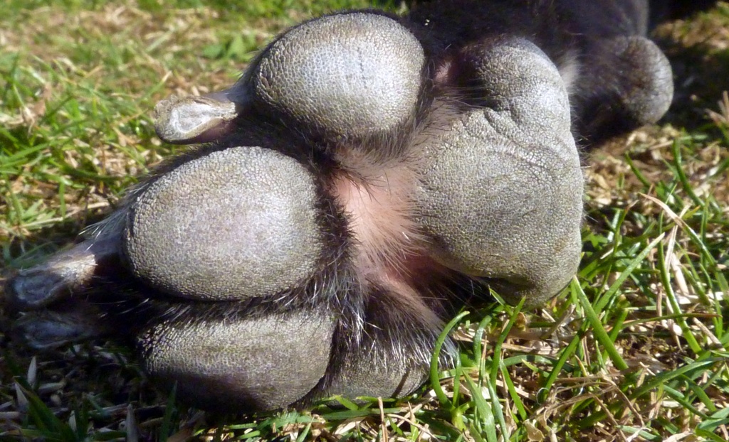 Ruby's Paws - A close up by phil_howcroft