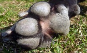 9th Sep 2011 - Ruby's Paws - A close up