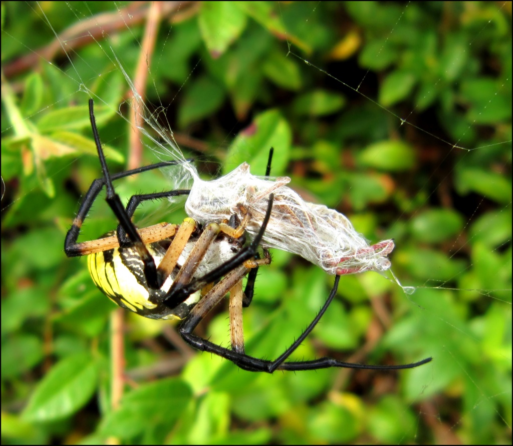 A spider wrapping lunch by cjwhite
