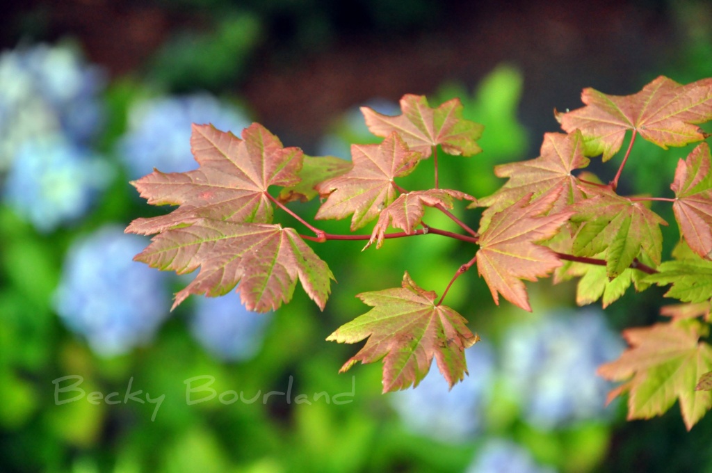 Contrasts And Vine Maple by mamabec