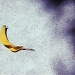 Banana in Disquise by gavincci