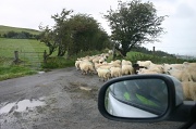 11th Sep 2011 - Sheep on the move