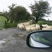 Sheep on the move by shepherdman