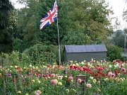 12th Sep 2011 - British Chrysanthemums