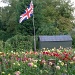 British Chrysanthemums by shepherdman
